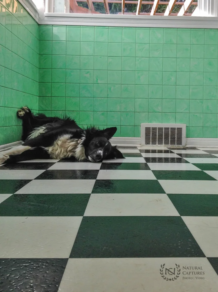 Welcome to Natural Captures!