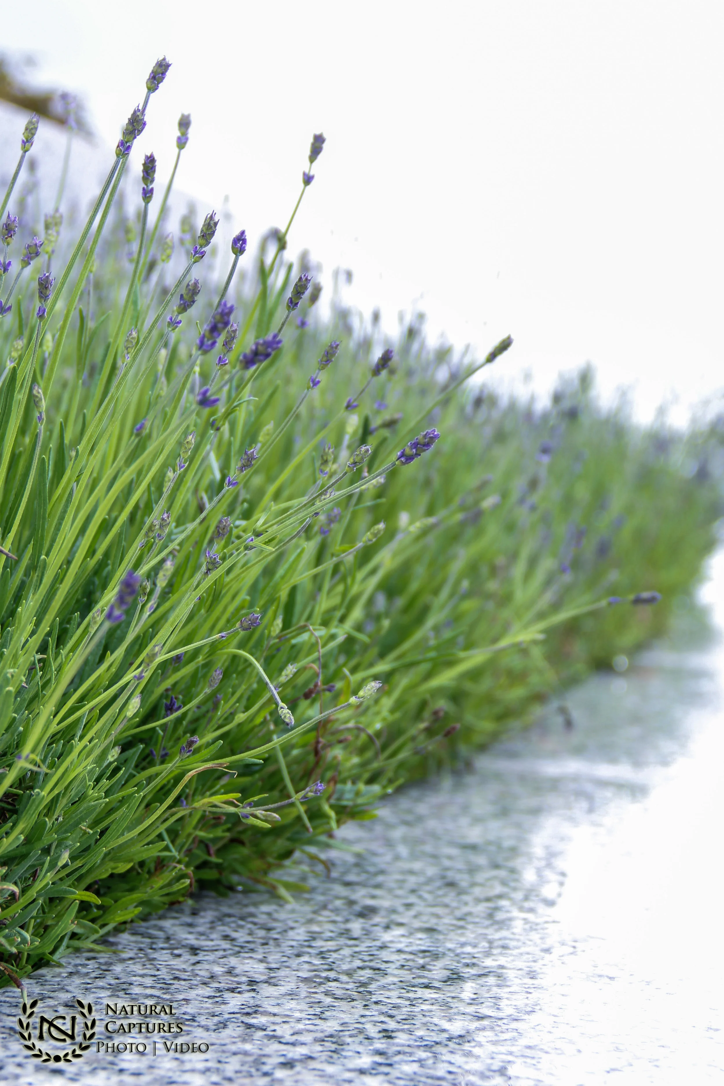 Draper Utah Temple Wedding Photography