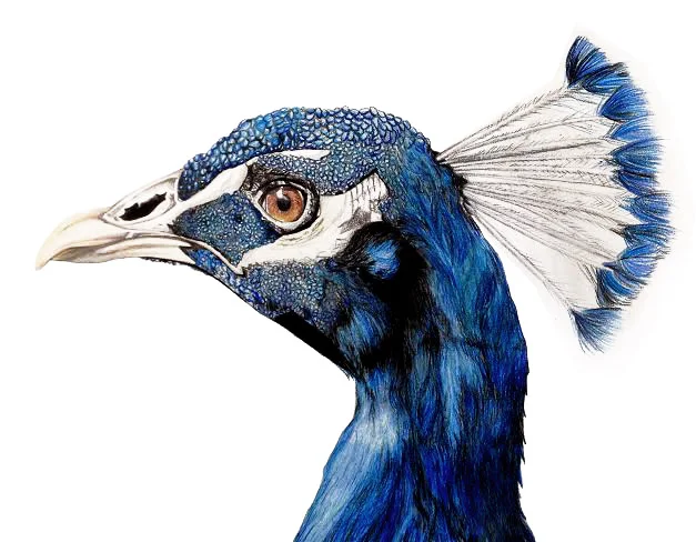 Peacock Drawing.jpg