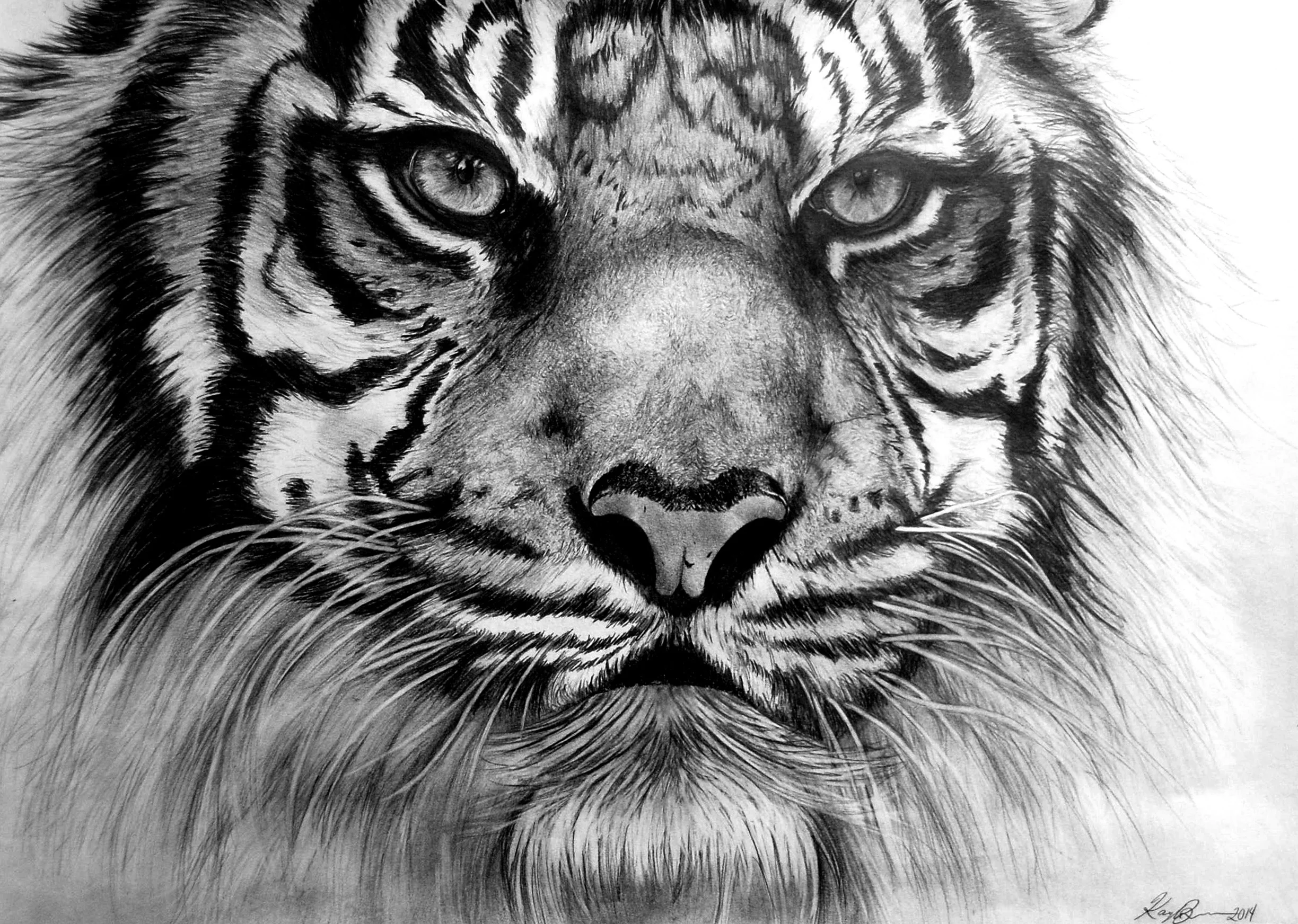 Tiger Portraitedit copy.jpg