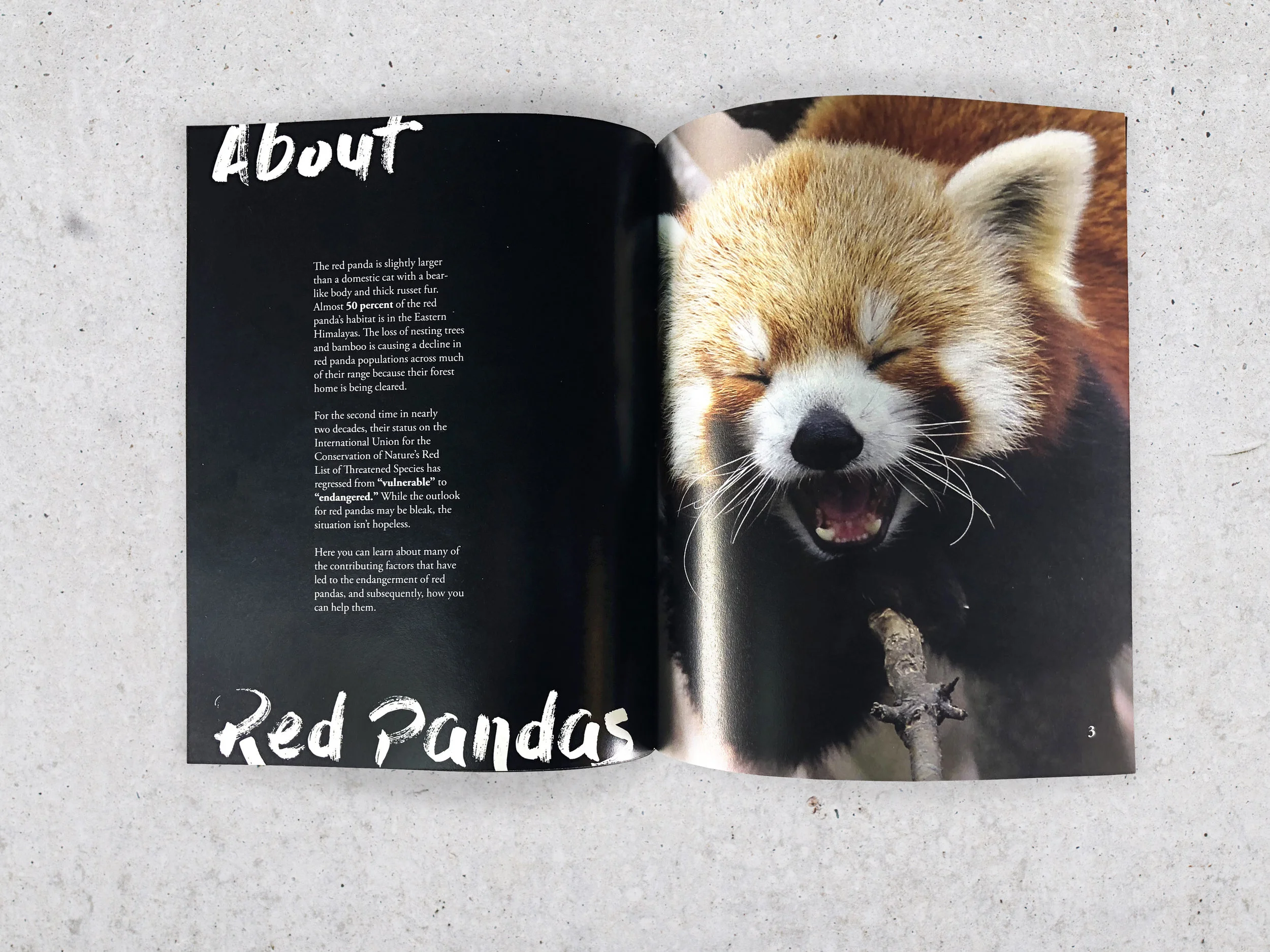 BG_red panda_p2.jpg
