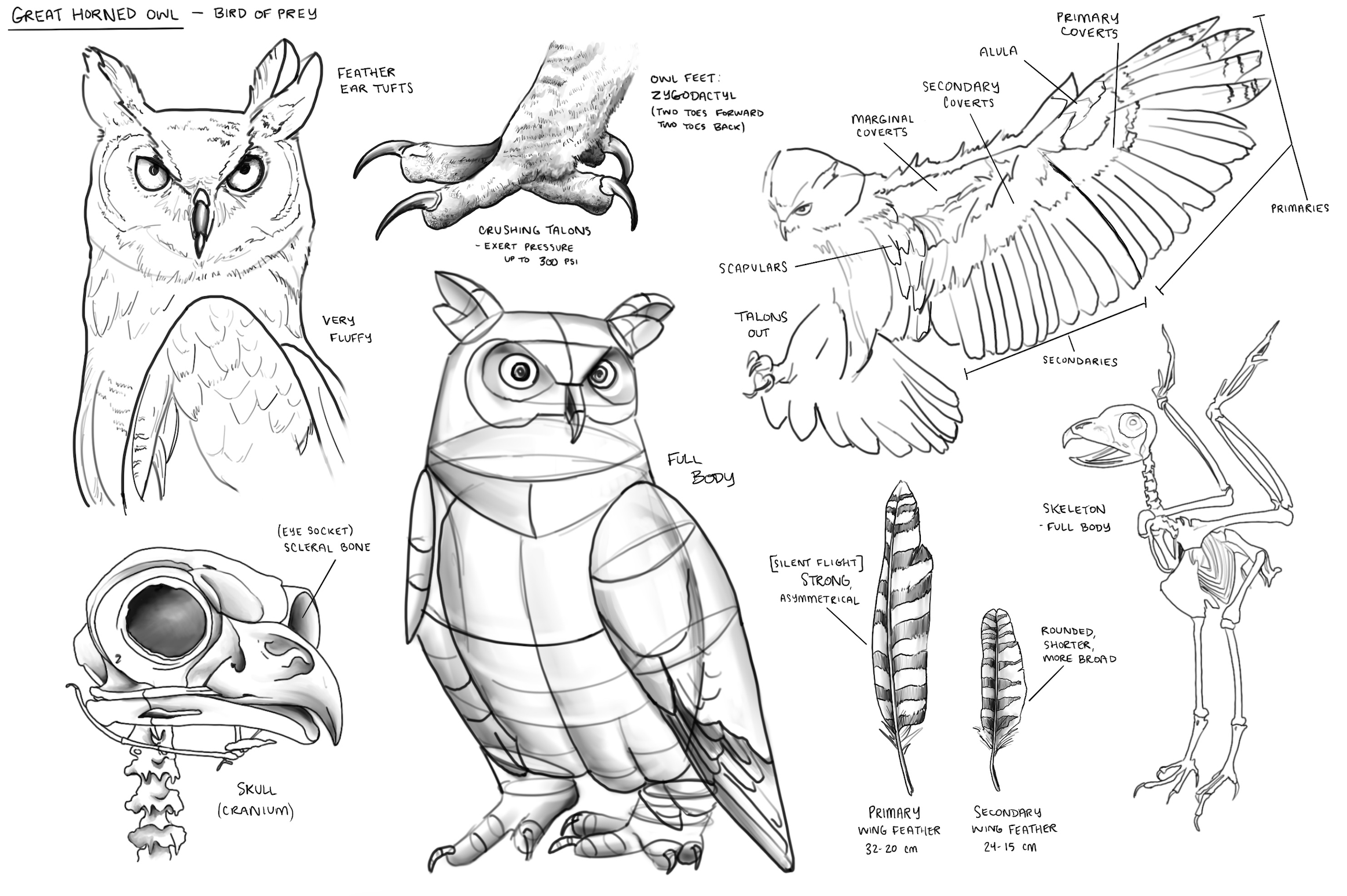 Animal Studies