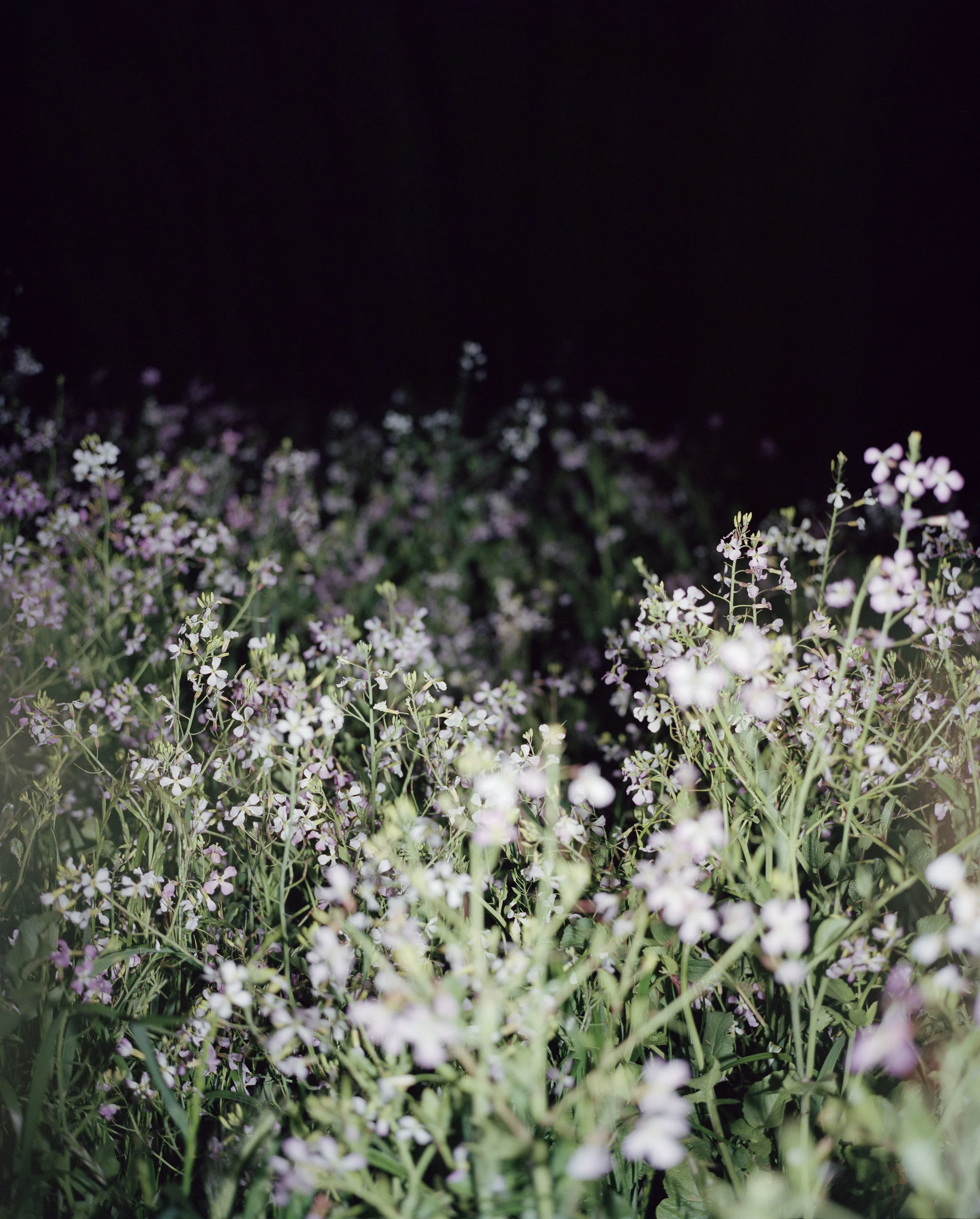 Nightwalks Flowers (Untitled) copy.jpg