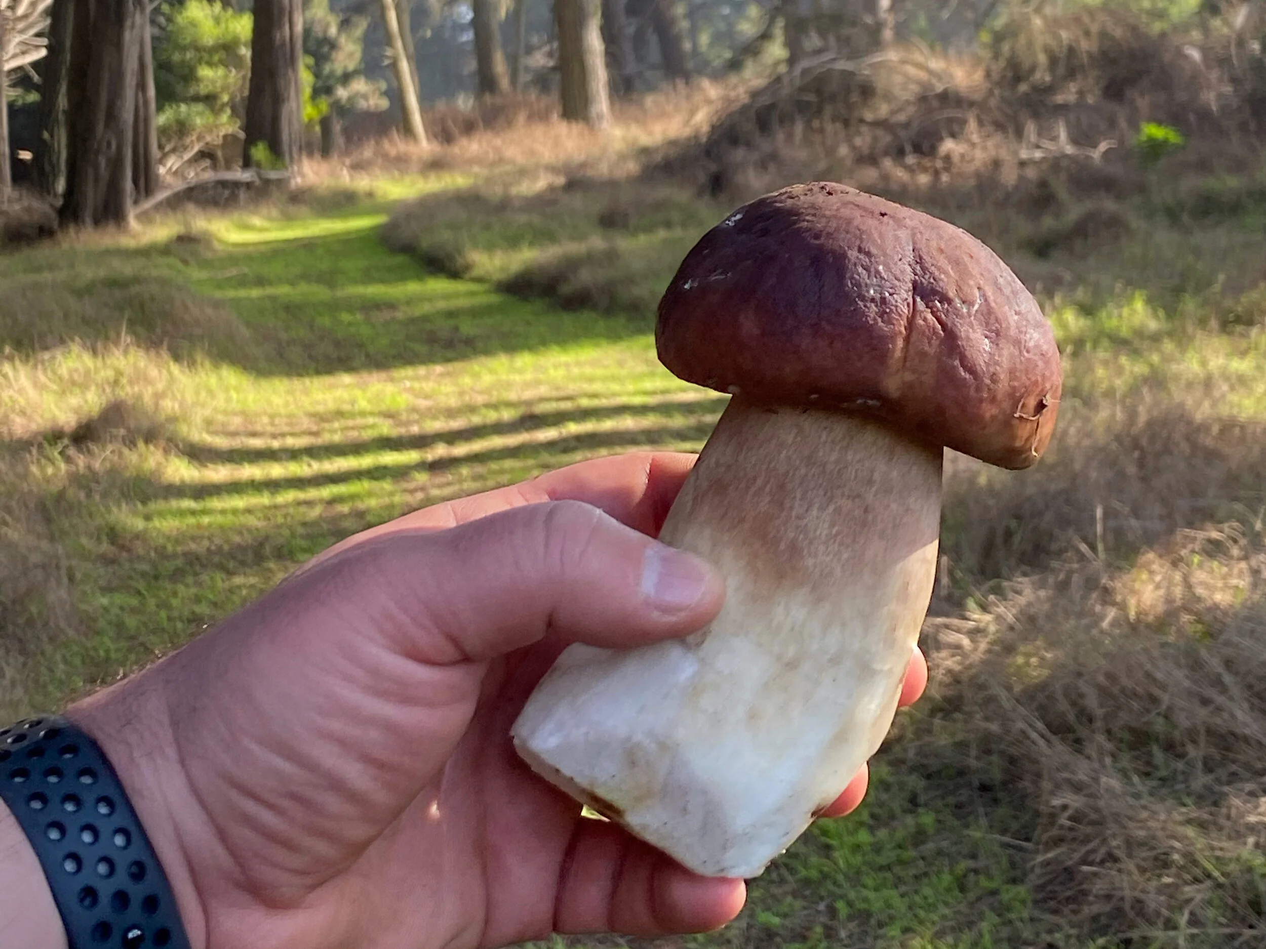 Freshly foraged porcini mushrooms collected during Chef Dominick Maietta's culinary hike.