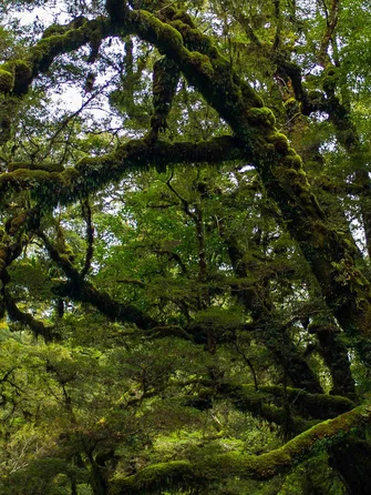 Inside Rarakau forest.