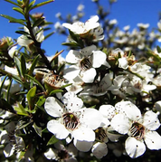 Rameka Mānuka Flowers