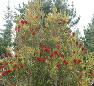 Rameka Forest Rata Crop