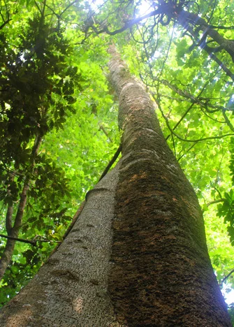 Ekos Sustainability Strategy