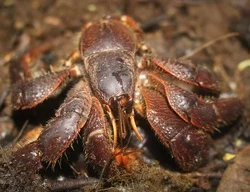 Ekos Sustainability Strategy