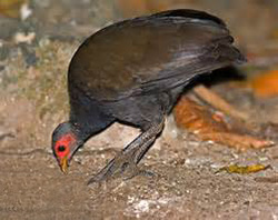 Ekos Sustainability Strategy