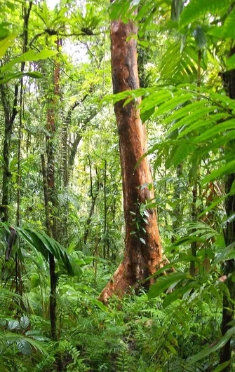 Ekos Sustainability Strategy