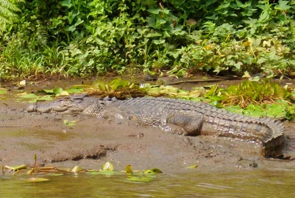 Ekos Sustainability Strategy