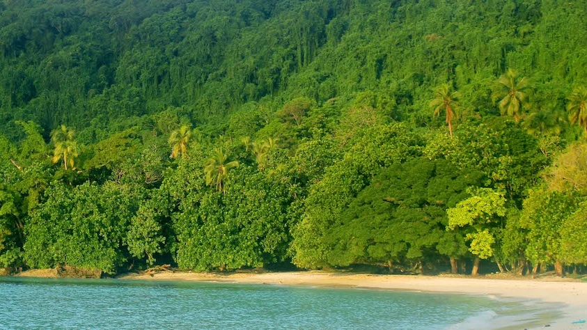 Loru Forest & Beach 1b small.jpeg