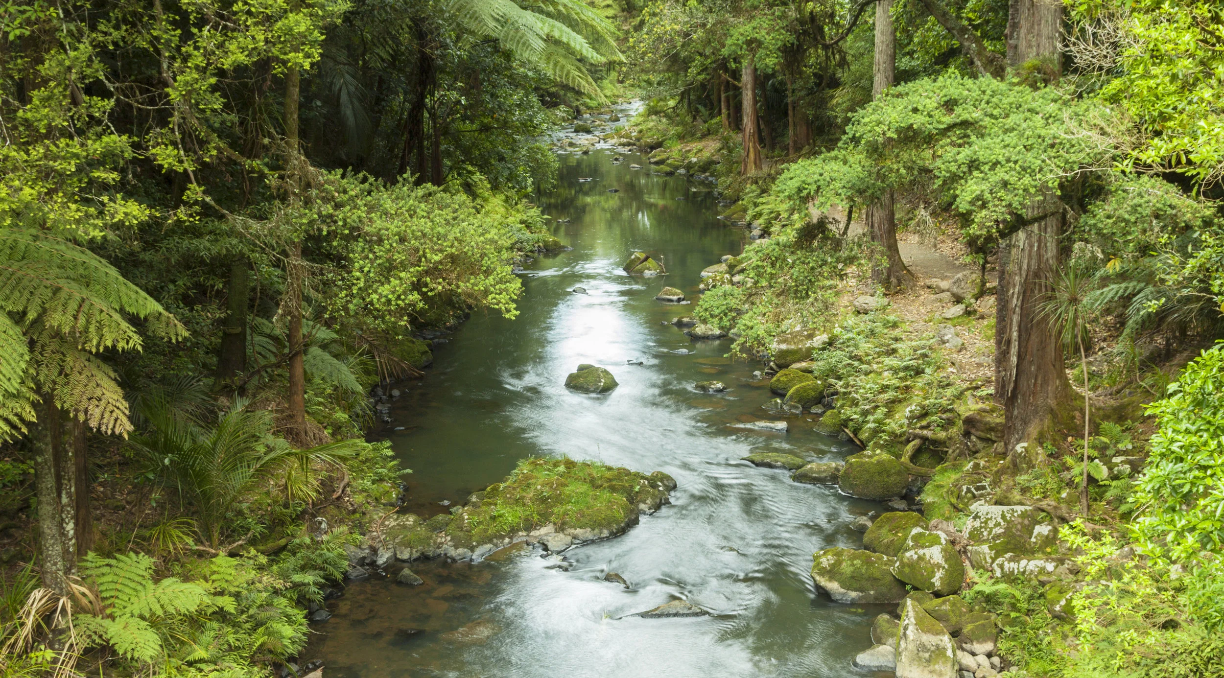 iStock-river and trees_close up.jpg