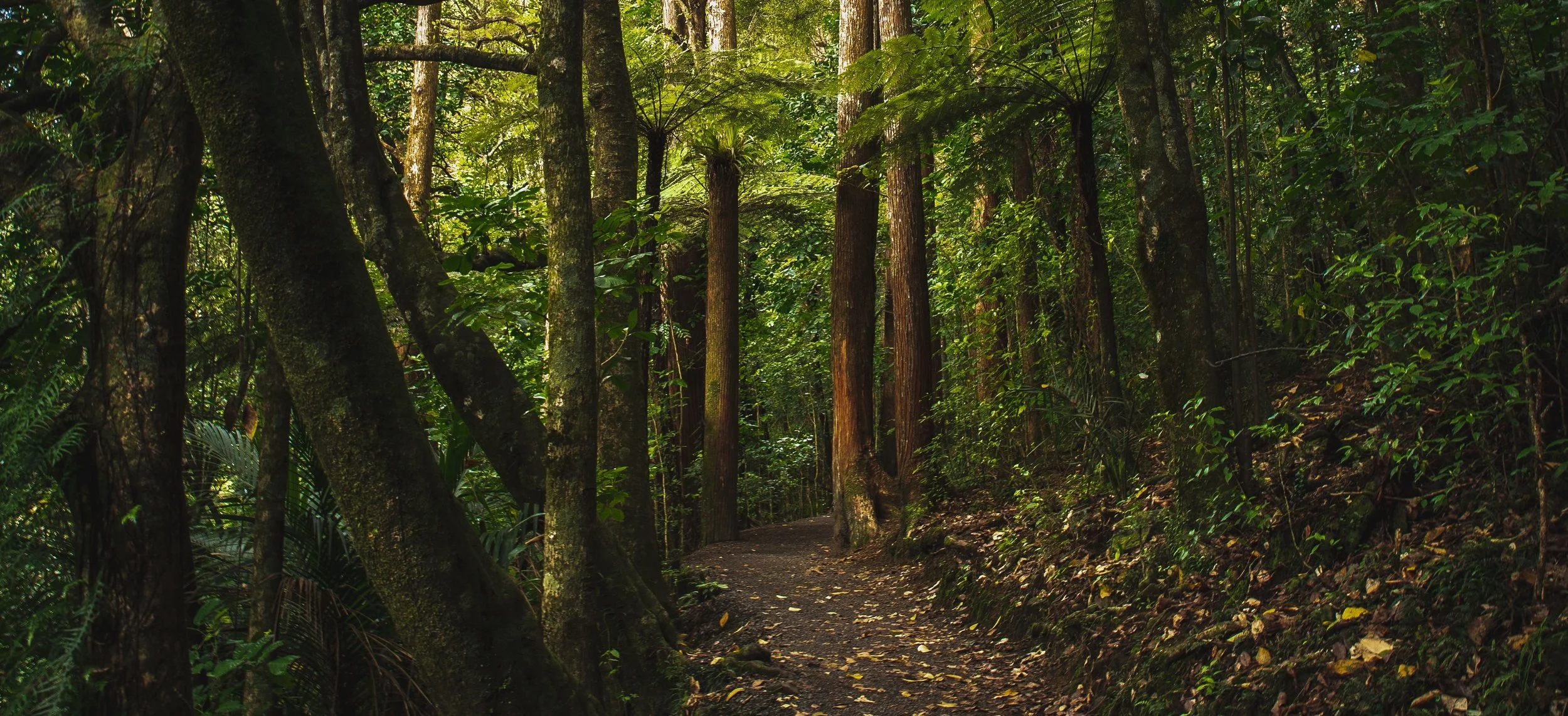 Beech forest cropped.jpeg