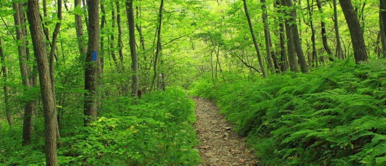 Investing in a forgotten solution to climate change: Nature