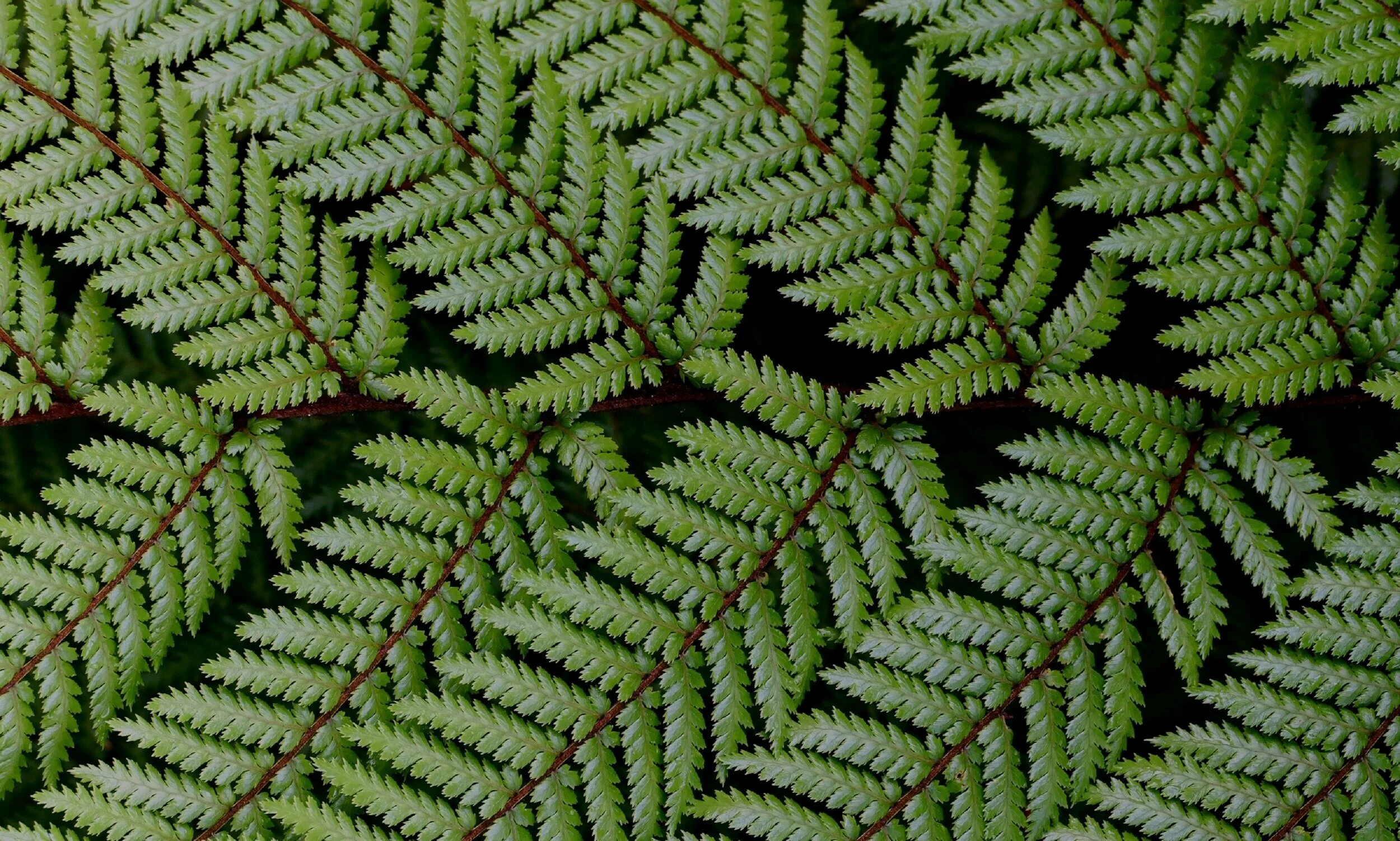 fern-2611889.jpg