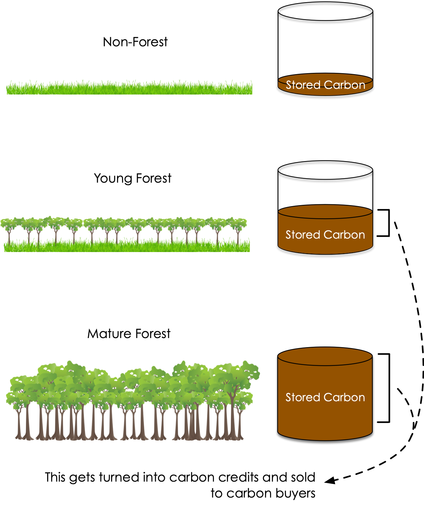 Reforestation Carbon Storage b[1].png