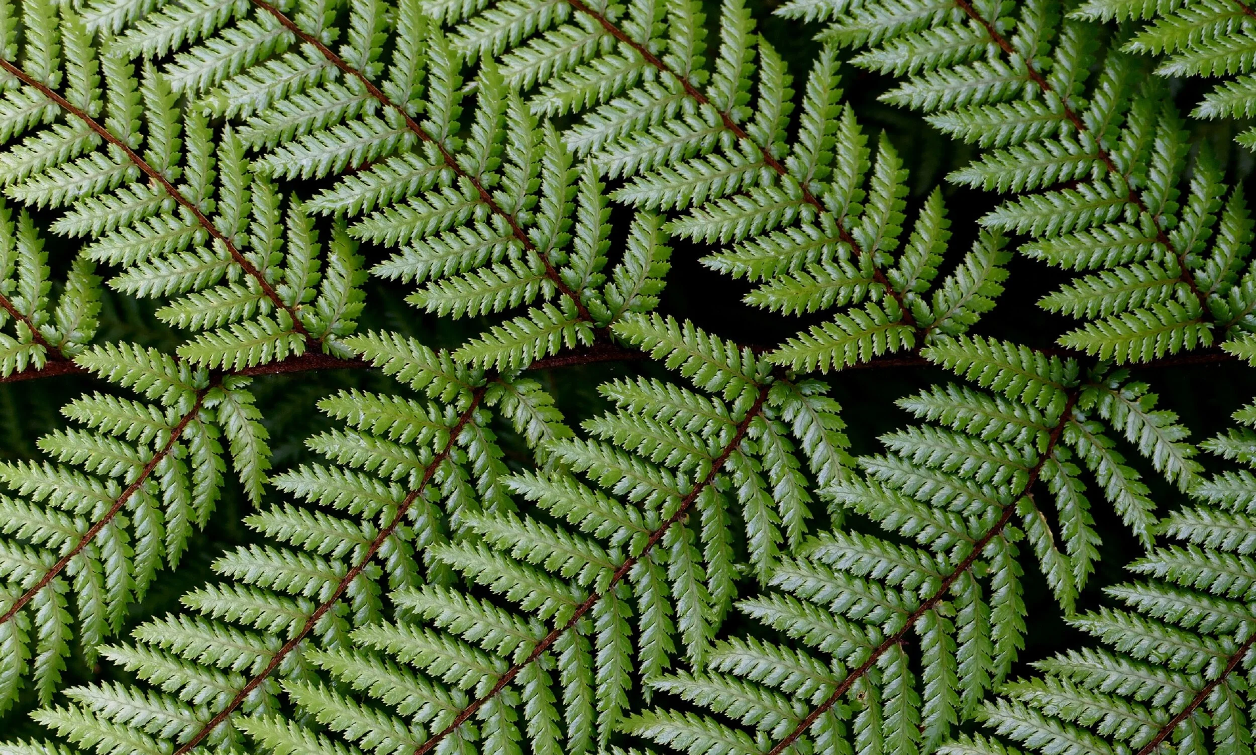 fern-2611889.jpg