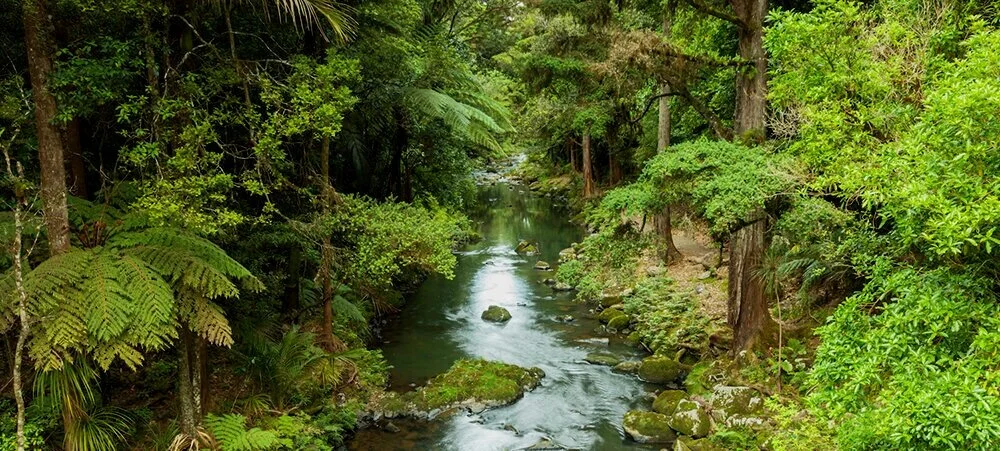iStock-river and trees_smallest crop.jpeg