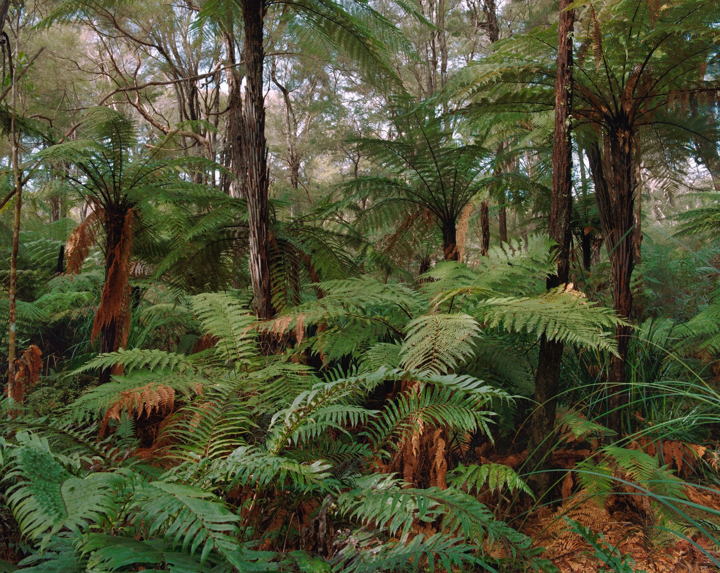 From Marginal Pasture to Native Canopy Kānuka Hill — Ekos
