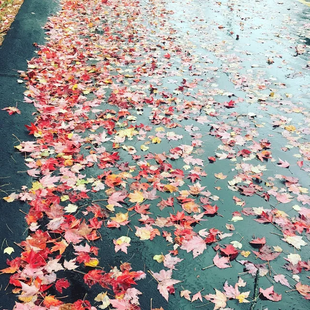 Holly Fall.jpg