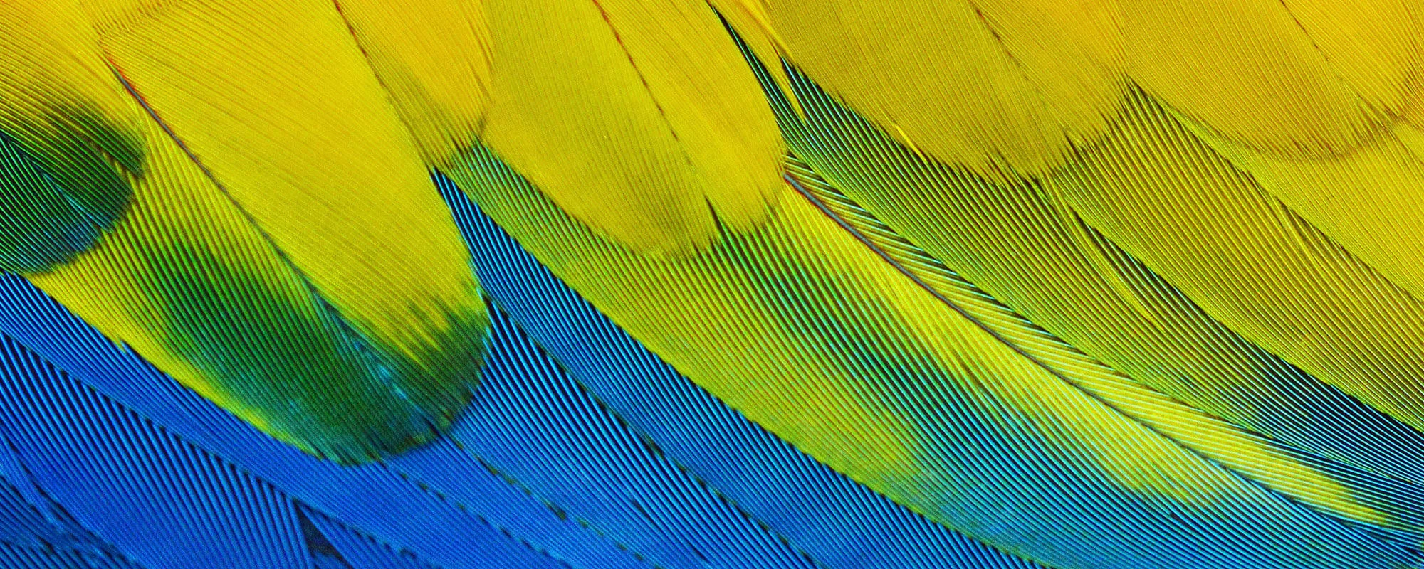 coloured-feathers.jpg