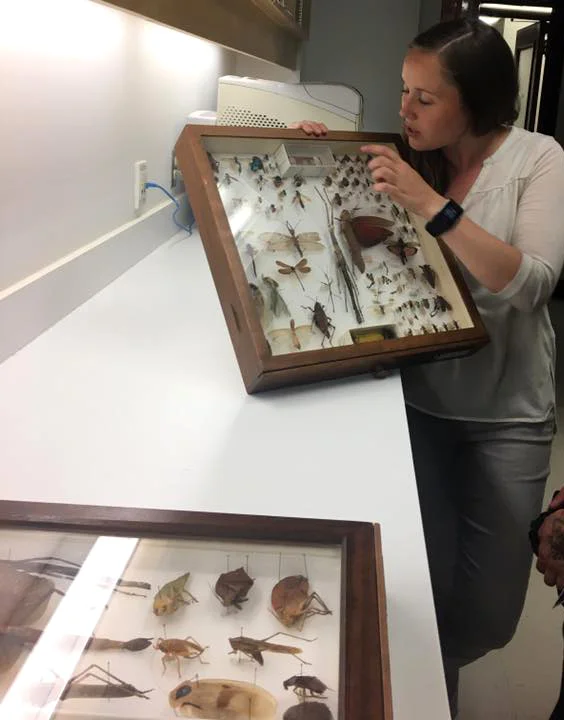 insect-drawers-2.jpg