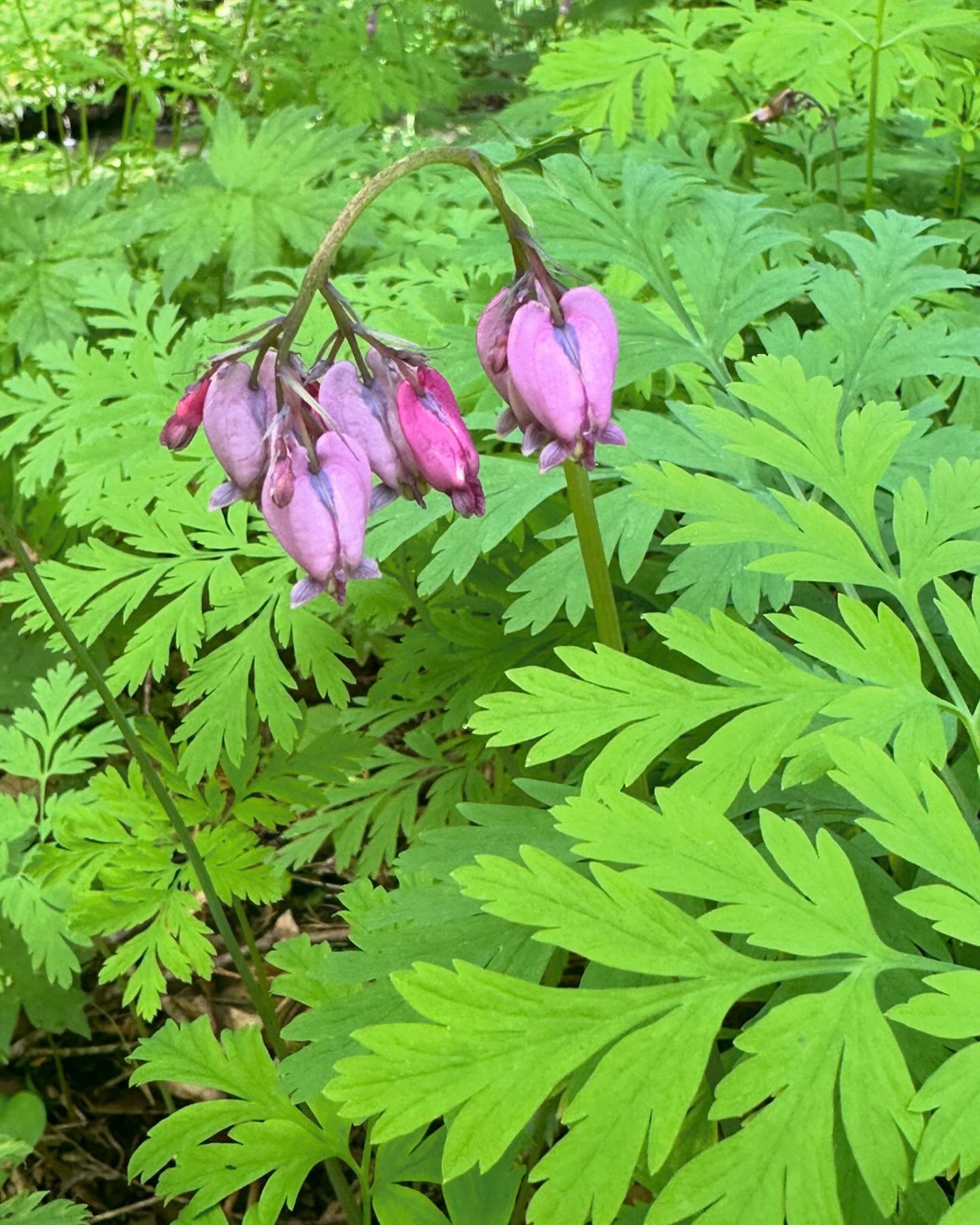 Featured Plant Friday - Every Friday we will be featuring a new plant from the property.
Pacific Bleeding Heart - Dicentra formosa is a flowering plant with fern-like leaves and an inflorescence of drooping pink, purple, yellow or cream flowers nativ