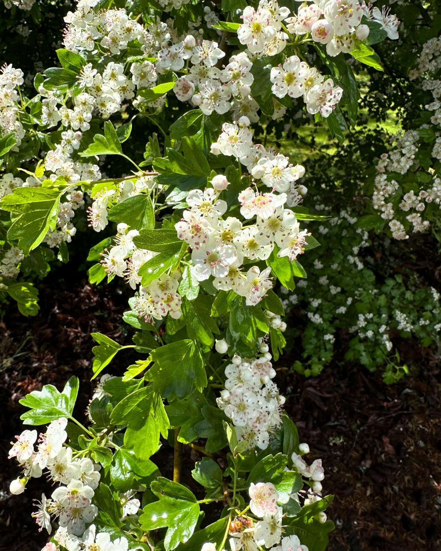 Featured Plant Friday - Common Hawthorn - Hawthorn is a flowering shrub in the rose family. The hawthorn leaves, berries, and flowers are used as medicine. They contain chemicals called flavonoids, which have antioxidant effects. Hawthorn also seems 