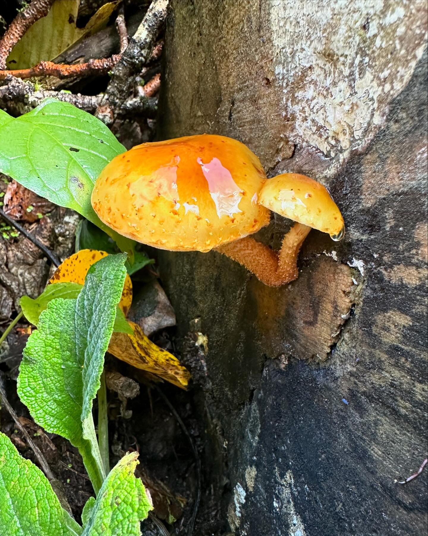 Fungi appreciation post! So many pop up around here after the rain.