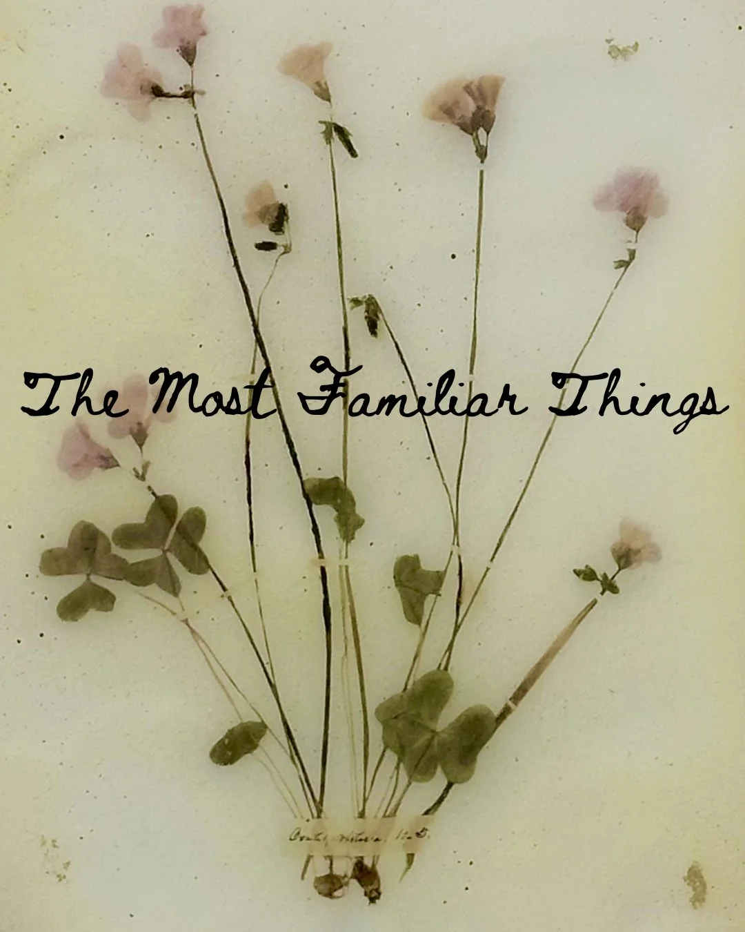 The Most Familiar Things - Solo Exhibition