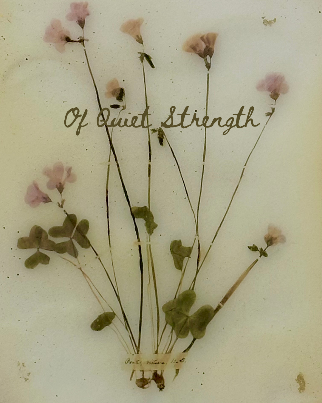 &nbsp;Of Quiet Strength 