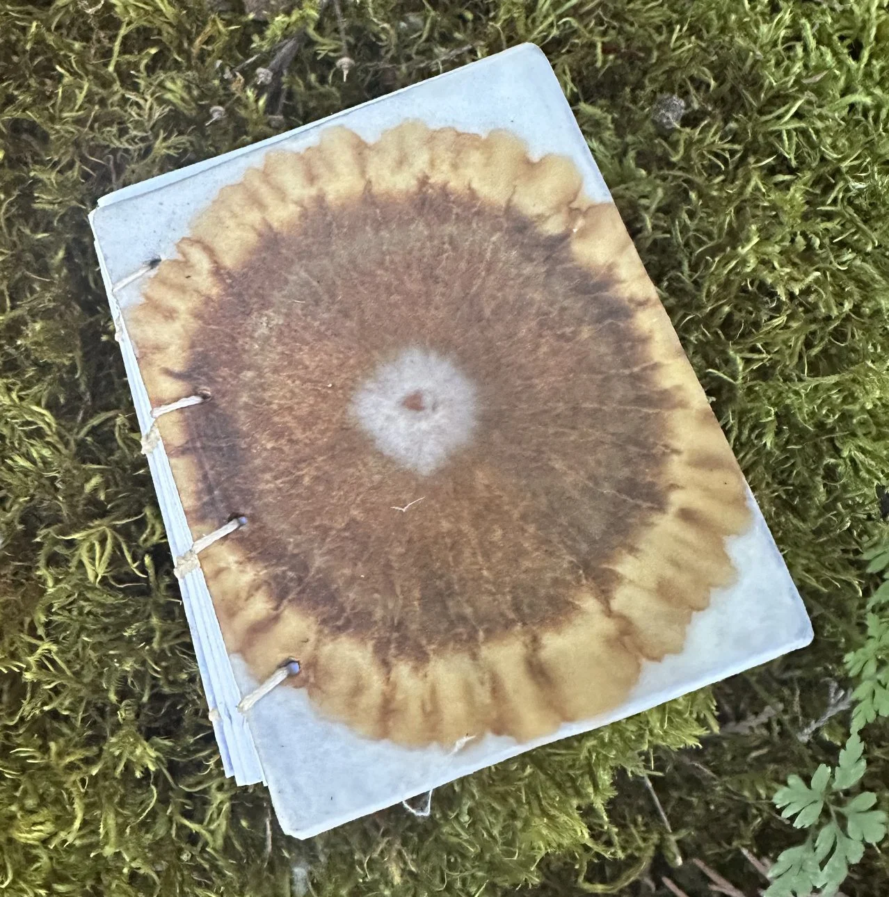 Soil Chromatography Cover