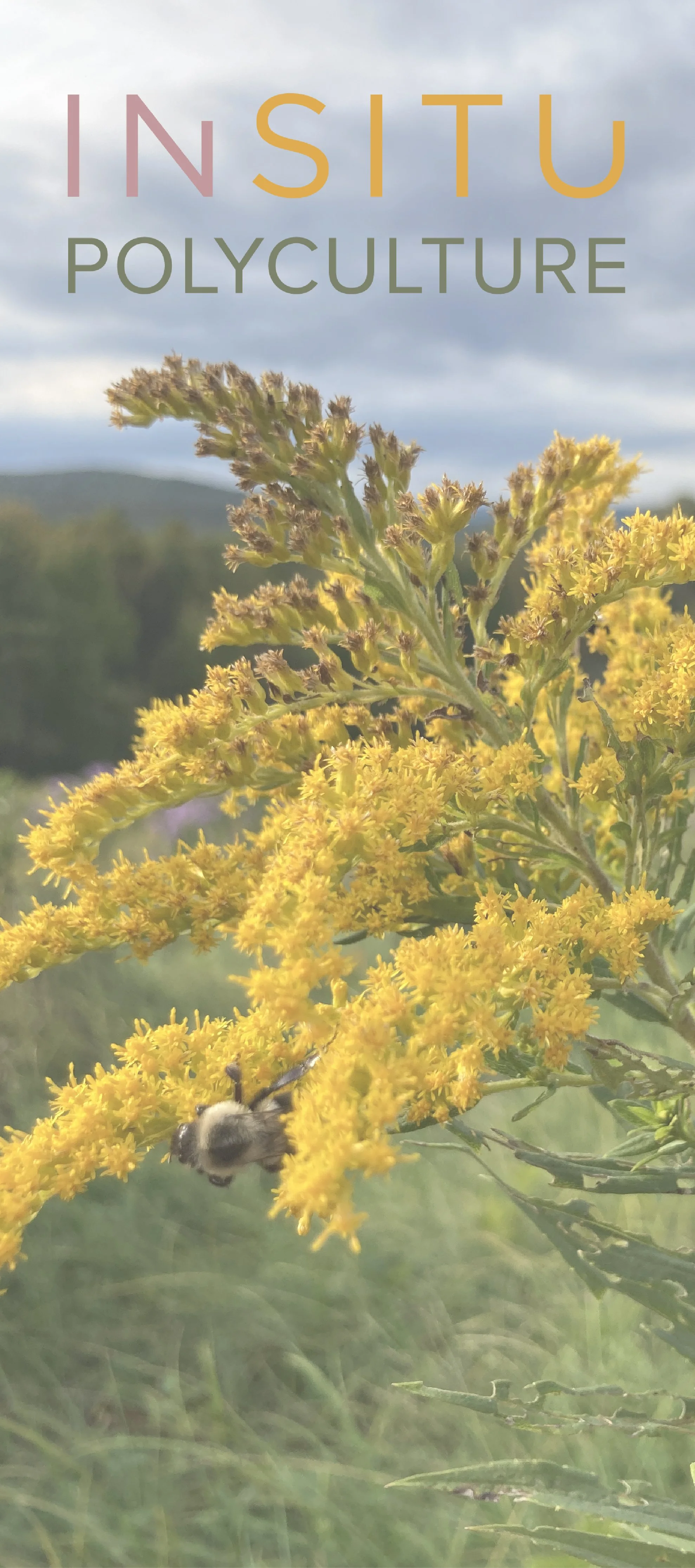 Close-up of yellow flowers with a bee collecting nectar, set against a cloudy sky.