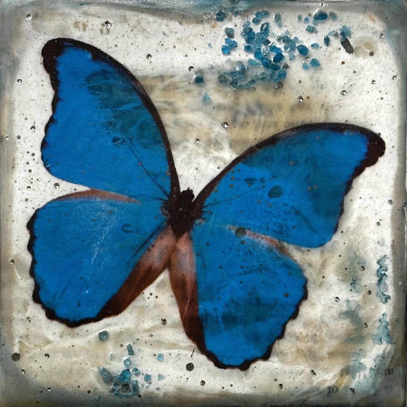 Blue Morpho main.jpg