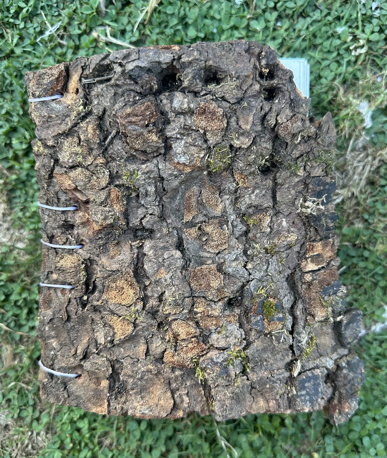 Bark Bound Book