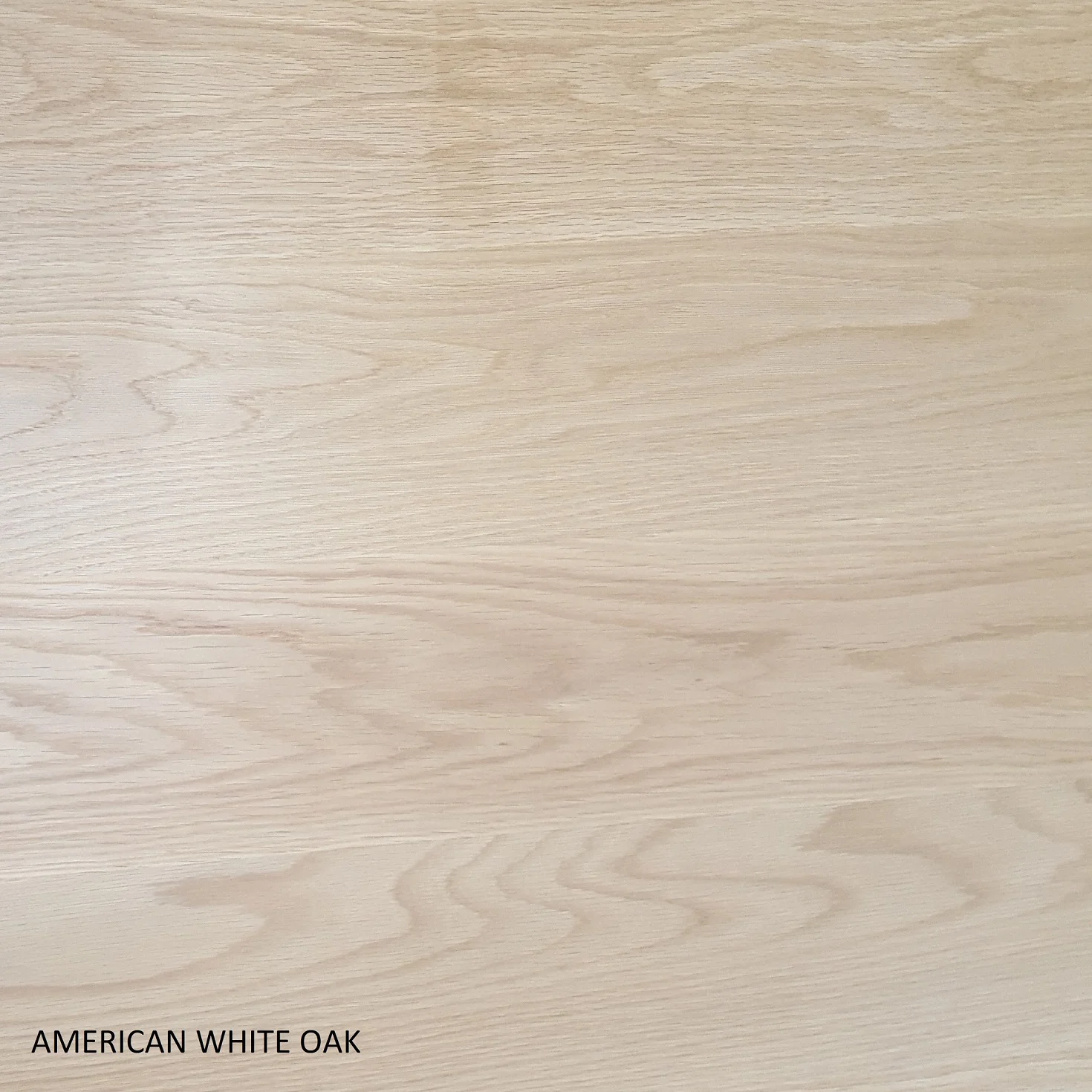 American_white_oak.jpg