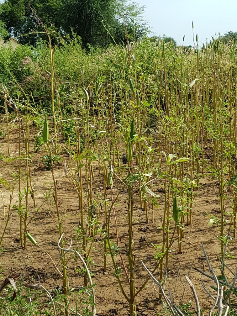 Above: A demonstration plot in Wathok. Photo credit: World Vision.