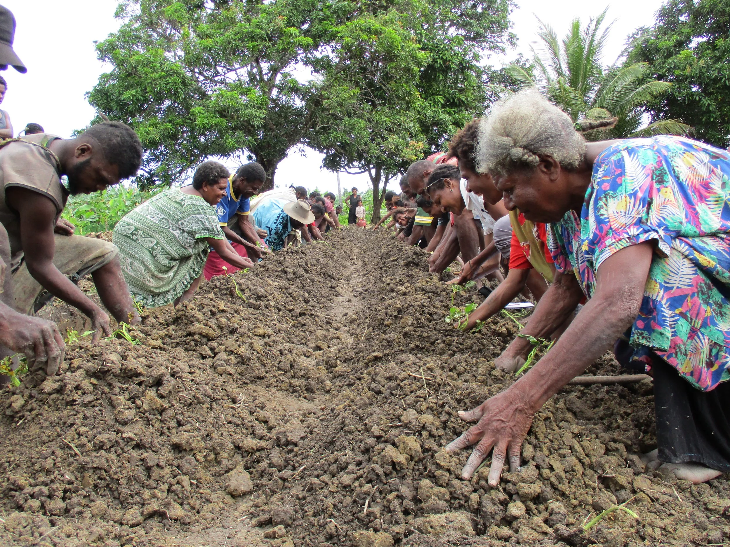 Seeding resilience against uncertainty in PNG’s South Fly