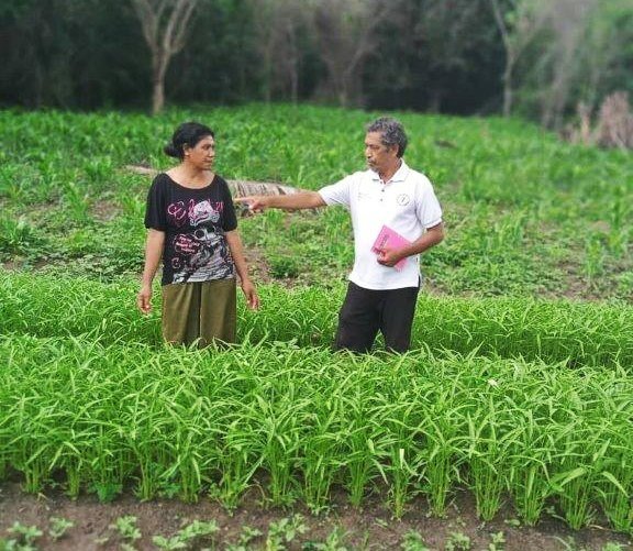 "I used to earn around 60 dollars in a week from the produce but now I am able to earn between 200 and 300 dollars!"