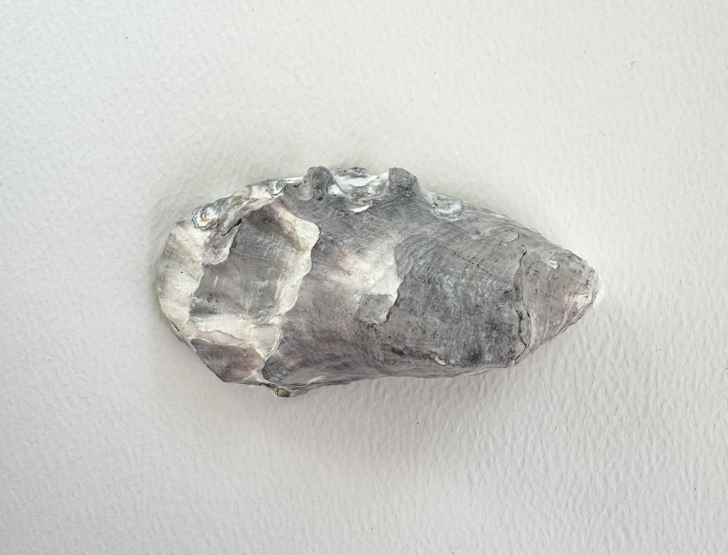 oyster+2+back.jpg