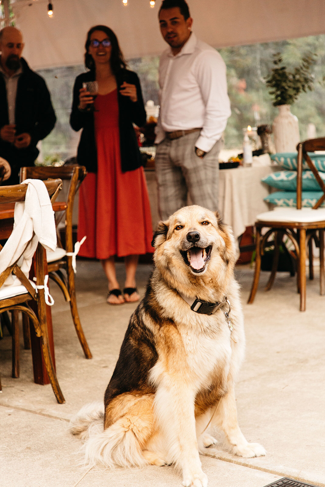 dog at wedding.jpg