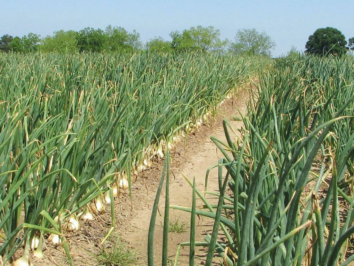 G & R Farms Vidalia Sweet Onions.jpg