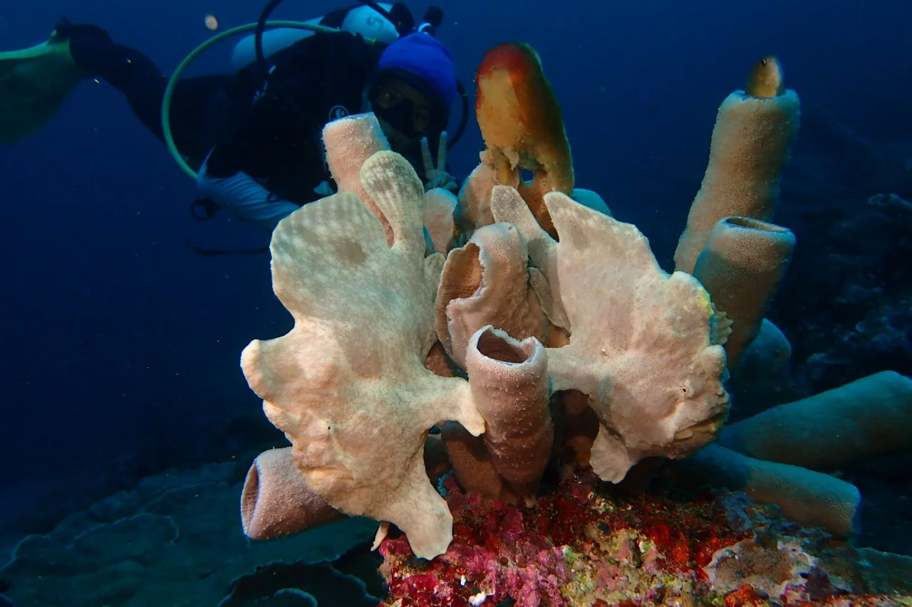 Wakatobi National Park, Souteast Sulawesi, Indonesia
