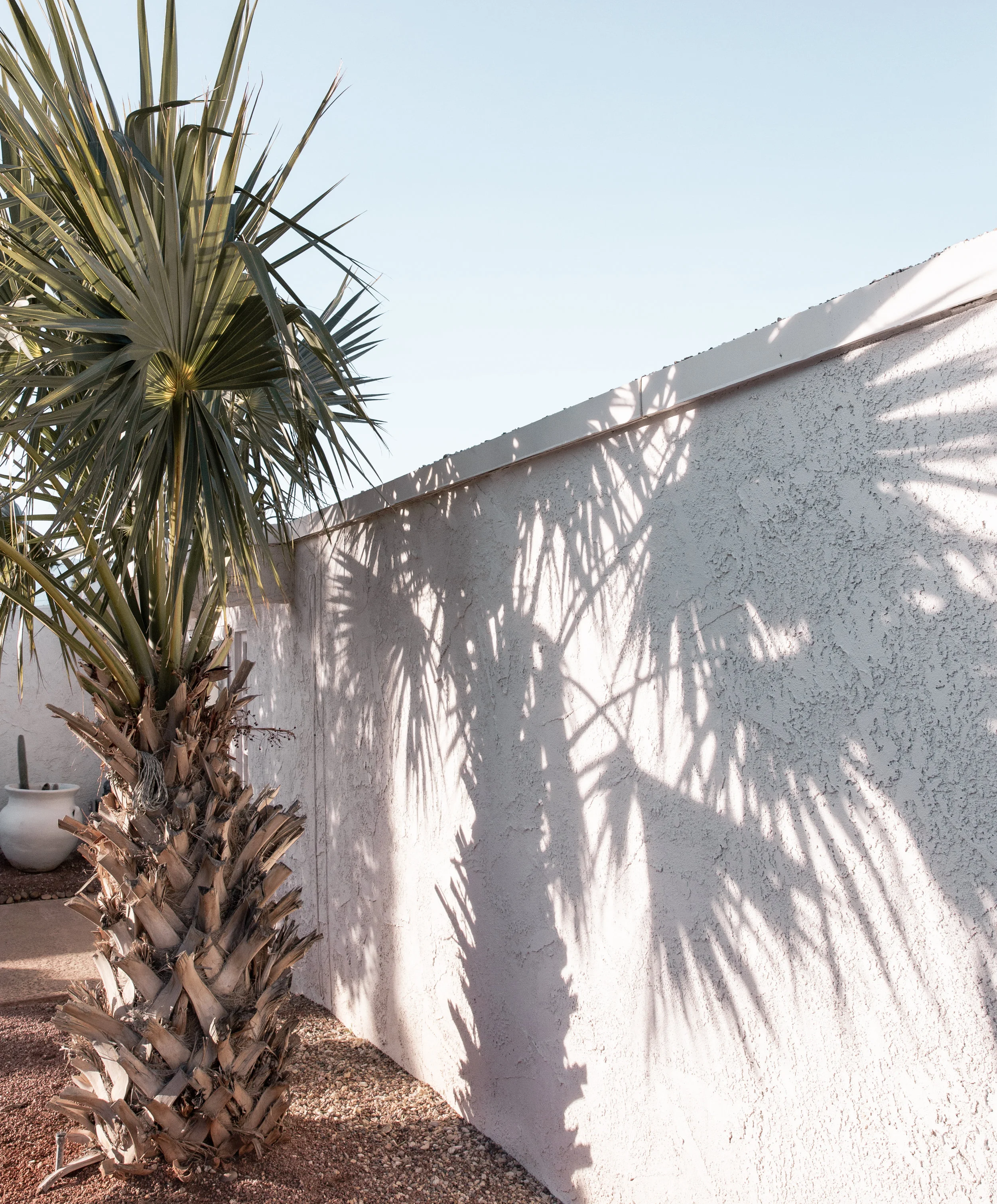 palm shadow.jpg