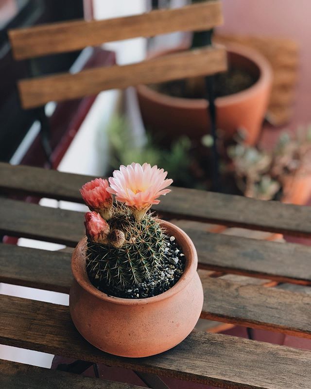 enjoying these beautiful cacti blossoms for the present moment because they do not last long at all (anywhere from a few hours to a full day at max) 🌵🌸#thisplacecalledhome