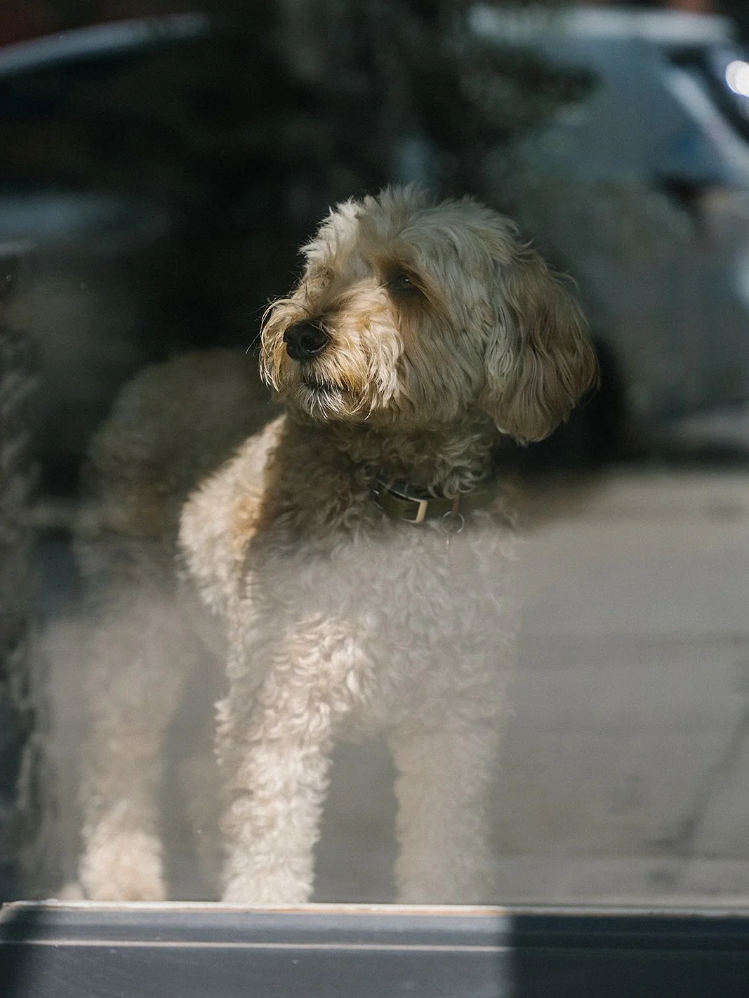 Riley, our resident professor of paw-lattes, loves a good stretch (swipe left) 🐾

Link in bio to book your next class/puppy cuddle 〰️