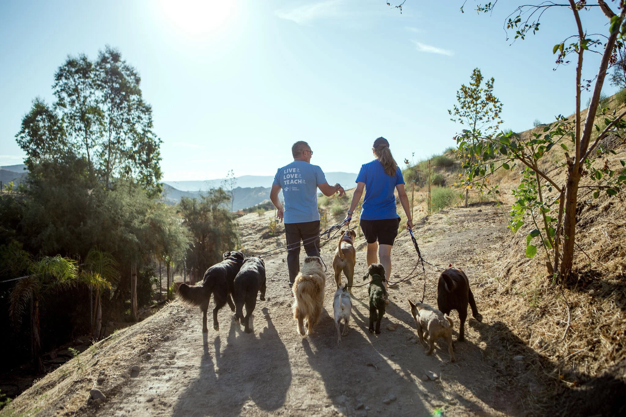 CodysDogTraining-Banner.jpg