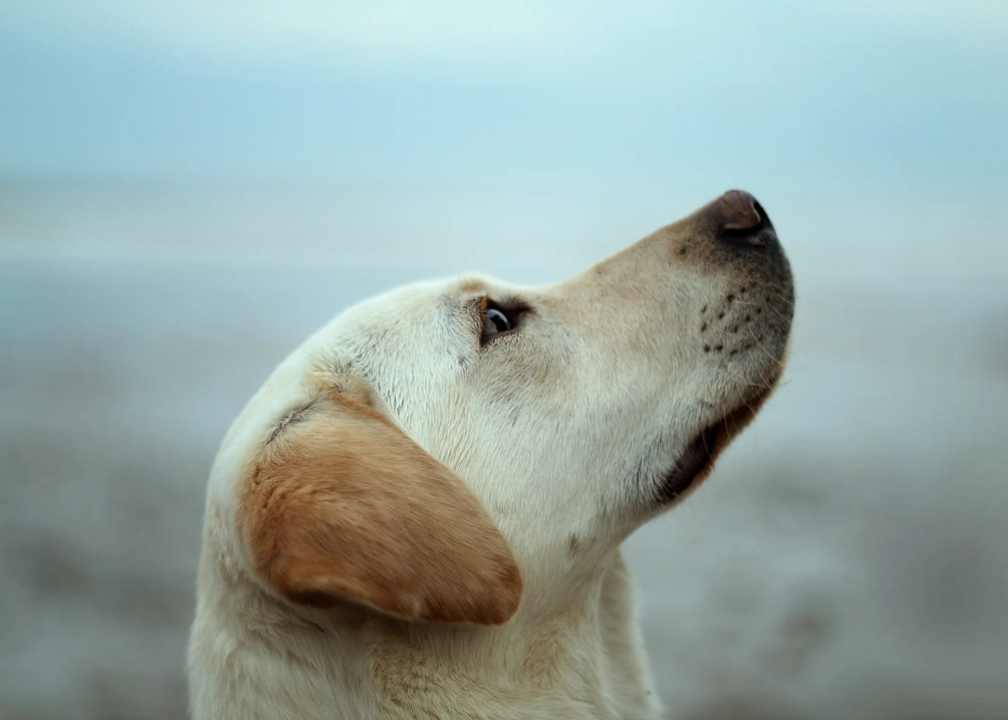 Codys-Dog-Training-Unique-Dogs.jpg